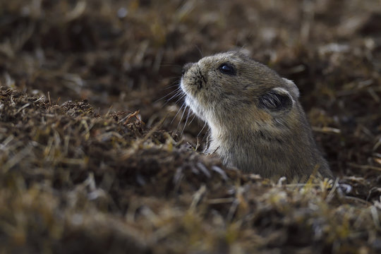 Pika head coming out from a hole in the ground