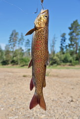 Fresh catch: lenok (Brachymystax)