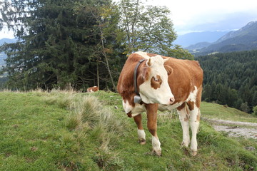 Fototapeta na wymiar junge Kuh auf der Almweide