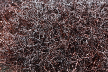 Lichen in tundra