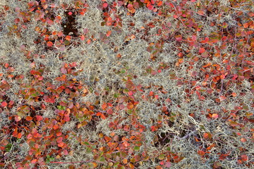 Autumn tundra colors