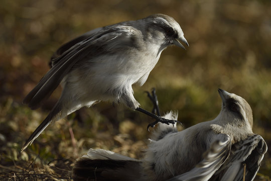 Two birds fighting