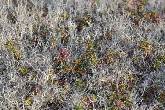 Lichen in tundra