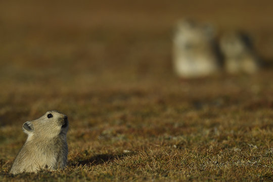 Pika on the ground