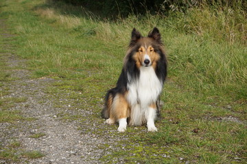 Sheltie