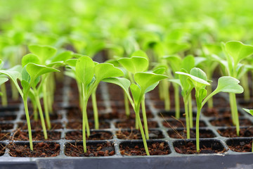 Small seedlings of lettuce in cultivation tray