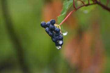 Berry Droplets