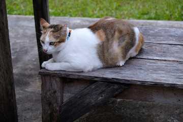 Thai cat, three-color pattern