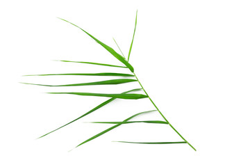 Green leaves on white background