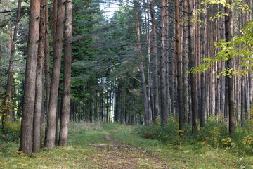 Дорога в лесу