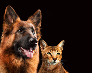 Cat and dog together, chausie kitten, abyssinian cat, german shepherd look at right, on dark brown background