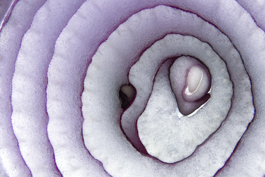 Closeup macro macrophotograph of red onion showing patterns, textures, colors in interior