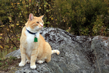 Ginger cat walking outdoor in the forest and meadow and now is it sitting on the boulder. Autumn walk.