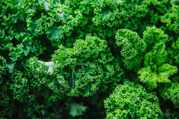 Close up on kale, green background or texture