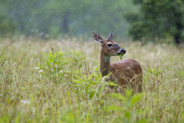 Whitetail doe deer grazing