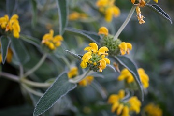 Fototapeta premium Jerusalem sage (Phlomis fructinosa)