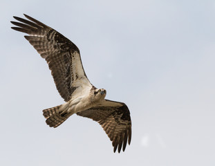 Osprey in Flight