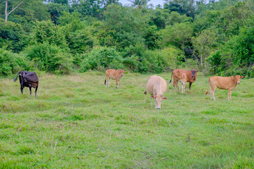Fototapeta premium cow