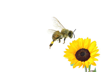 Flying bee and flower isolated on white