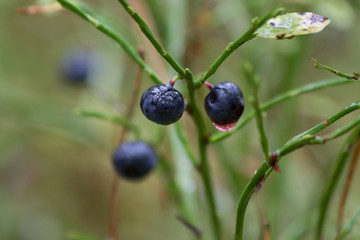 Blueberries