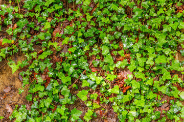Ivy growing on the forest floor