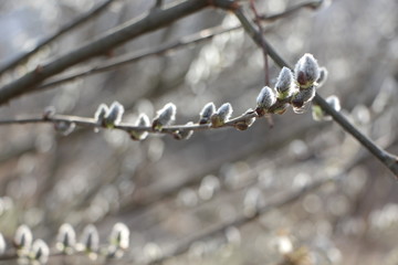 Fresh spring willow in nature. Spring beautiful background with blossoming willow catkins. 