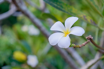 Plumeria