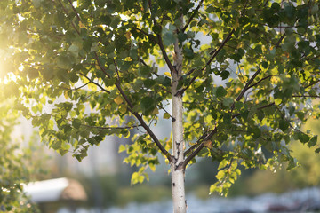 Bright birch branches in the sunlight