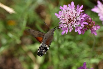 Hummingbird hawk-moth (Macroglossum stellatarum)