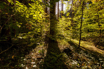 autumn magic light in a forest