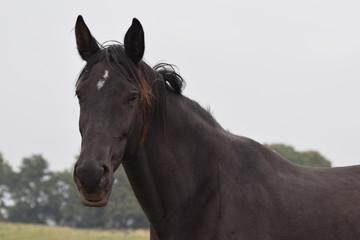 Fototapeta na wymiar Dark horses animal portrait