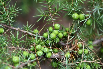 Berries of a prickly juniper