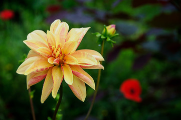 Dahlia