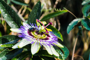 Passiflora helliot arrampicante