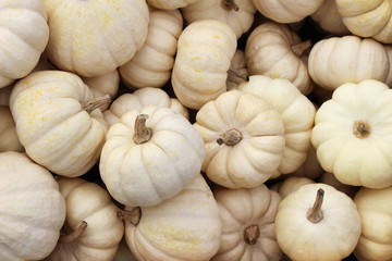 Close-up of the white pumpkins. Autumn, fall background. Harvest and Thanksgiving concept.