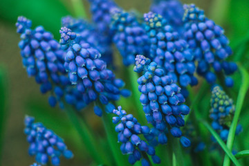 Muscari.  Blue spring flower, Grape Hyacinth, Muscari racemosum. Selective focus. 