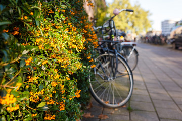 Fototapeta na wymiar Yellow berries on a shrub on the background of bicycle parking in Amsterdam