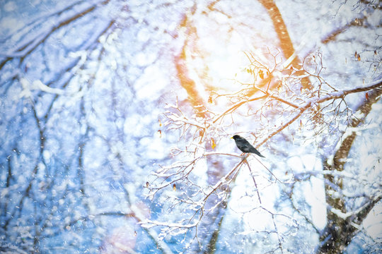 Detail of frozen tree branches with raven bird