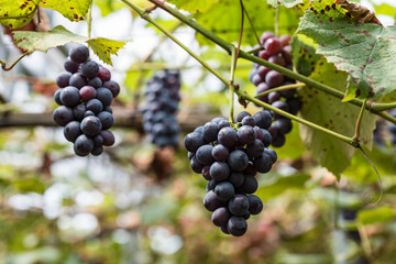 樹上の葡萄の実