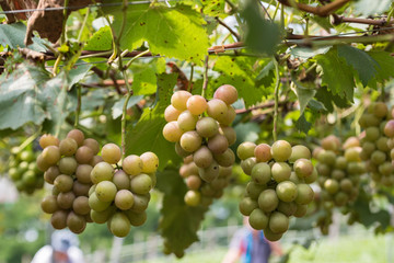 熟れ始めの鈴なりの葡萄の実