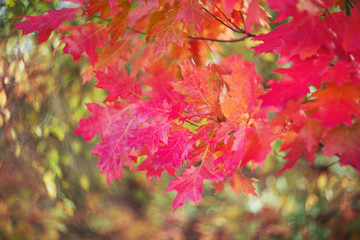 picturesque bokeh of autumn