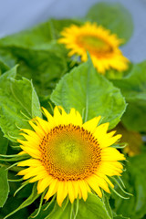 Yellow sunflowers .Holiday card.