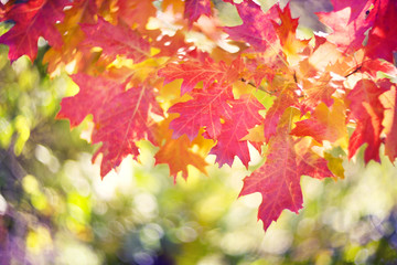 picturesque bokeh of autumn