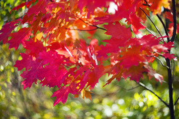 picturesque bokeh of autumn