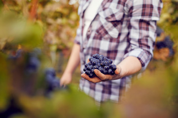 Man holding grapes and scissors while harvesting in a vineyard, toned