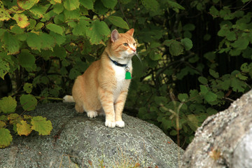 Ginger cat walking outdoor in the forest and meadow and now is it sitting on the boulder. Autumn...