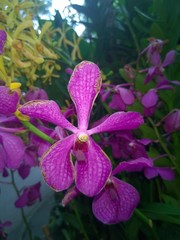 The Beautiful orchid in a Singaporean garden