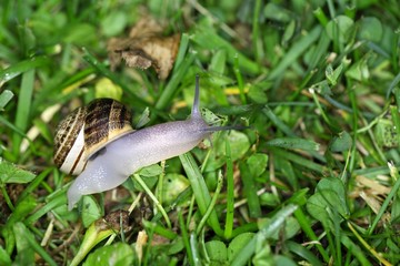 Garden Snail (Cornu aspersum)