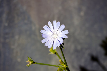 Blue Chicory Flower in Natural Surroundings