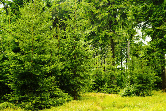Green spruces in evergreen coniferous forest. Young Norway spruce picea abies trees growing in woodland in Owl Mountains (Gory Sowie) Landscape Park, Sudetes, south-west Poland.
